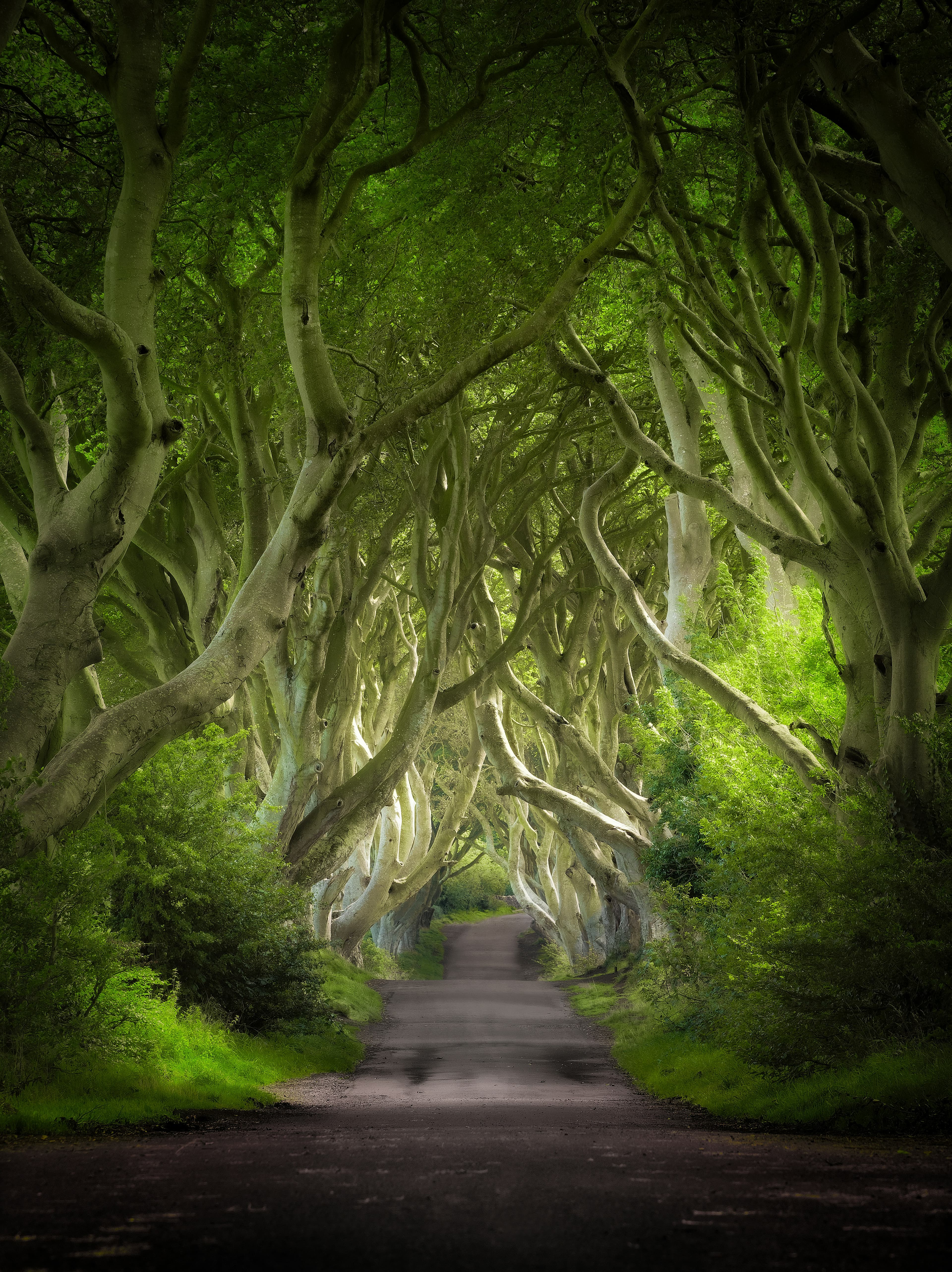 The Dark Hedges beech tree avenue Northern Ireland King's Road